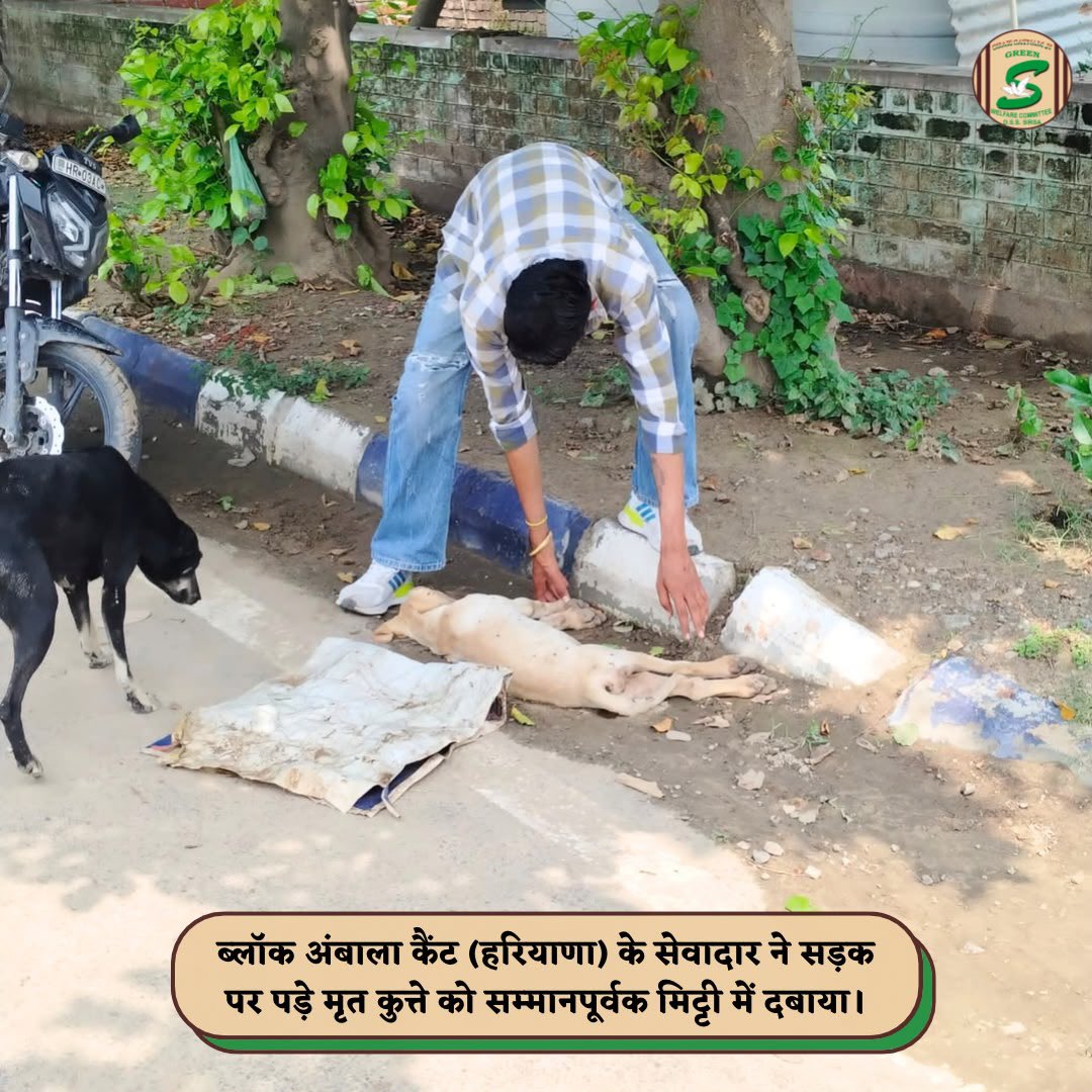 GreenSwelfares's tweet photo. "True humanity is reflected in how we treat those who cannot speak. 🐾A Shah Satnam Ji Green 'S' Welfare Committee volunteer from Ambala Cantt (Haryana) respectfully buried a deceased dog found on the roadside. By giving the innocent soul a dignified farewell, the volunteer not only honored every life but also helped ensure road safety by clearing the road of a potential hazard. Such selfless acts remind us that true humanity extends to every living being, even in their final moments.

#RespectForLife #RoadSafety #AnimalWelfare