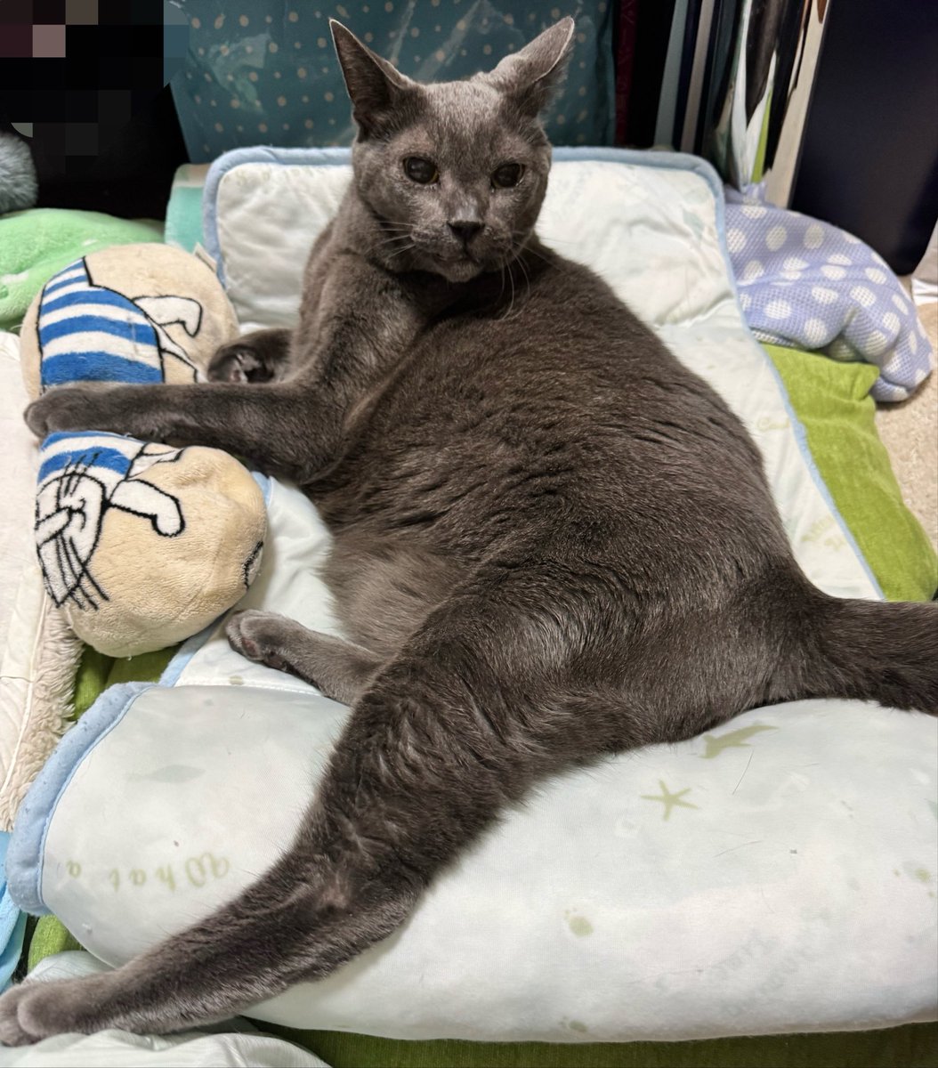 graycatmama's tweet photo. こんばんニャ🐾 https://t.co/9ktYJzgINq