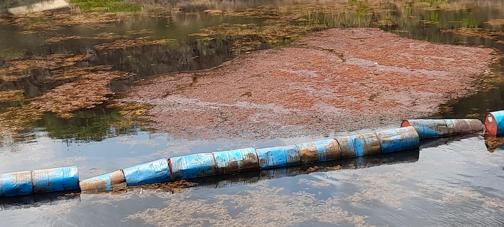 edelso_ramos's tweet photo. Los directivos y trabajadores de la CTE Ernesto Ché Guevara, de Santa Cruz del Norte, luchando contra una contingencia natural, una mancha de salgazo, que obstruye los canales de alimentación de agua de las máquinas, para contribuir al restablecimiento del SEN. 
#UnidosXCuba. https://t.co/SEEsiJwcQU