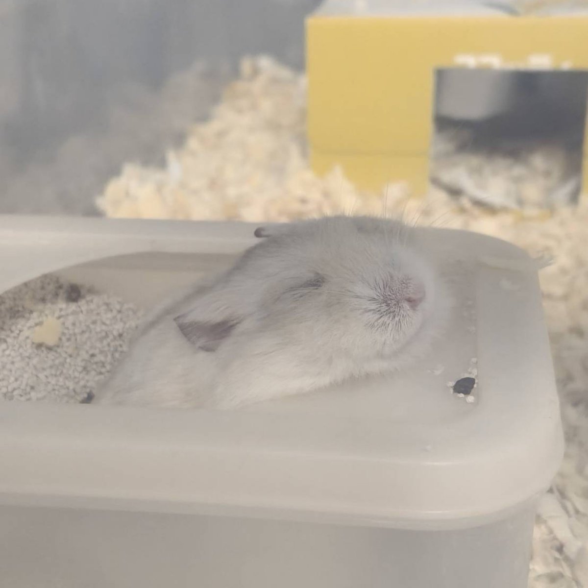 tyatya0family's tweet photo. もはや別の生き物に見えるハム https://t.co/hCxwfSLPBm