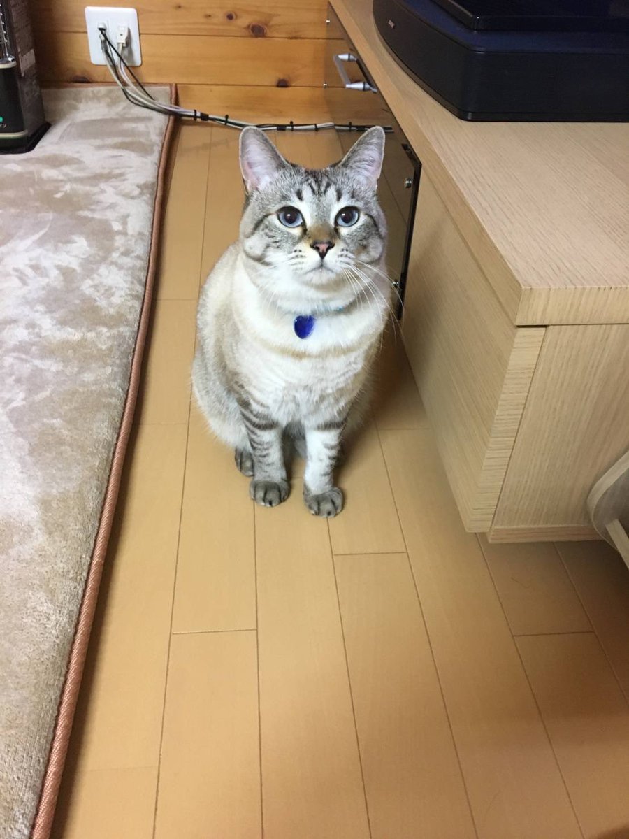 5YL4JwgjXW81781's tweet photo. 滋賀県草津市東矢倉付近で2025年1/27から猫がいなくなり、1年6ヶ月。草津市以外でも何か情報があればよろしくお願いいたします🙏(代理投稿です)いなくなって1年が経ちました🥲まだ探しています。猫行方不明の為、拡散ご協力お願いします😿
#草津市
#滋賀県
#東矢倉
#南笠
#南笠東小学校
#野路 https://t.co/SUvoNG2xHK