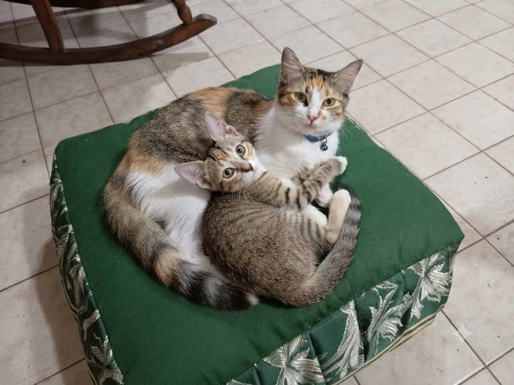 A64029345's tweet photo. Isis (rescatada )  y su hijita en adopción se busca un hogar con mucho amor sería bueno adoptarlas juntas, también por separado. Comen Gatarina y Proteínas, hacen en el arenero, son cariñosas y juguetonas. Isis ya está esterilizada.  04241750898. Ubicadas en San José del Ávila https://t.co/q2pWNgNTQx