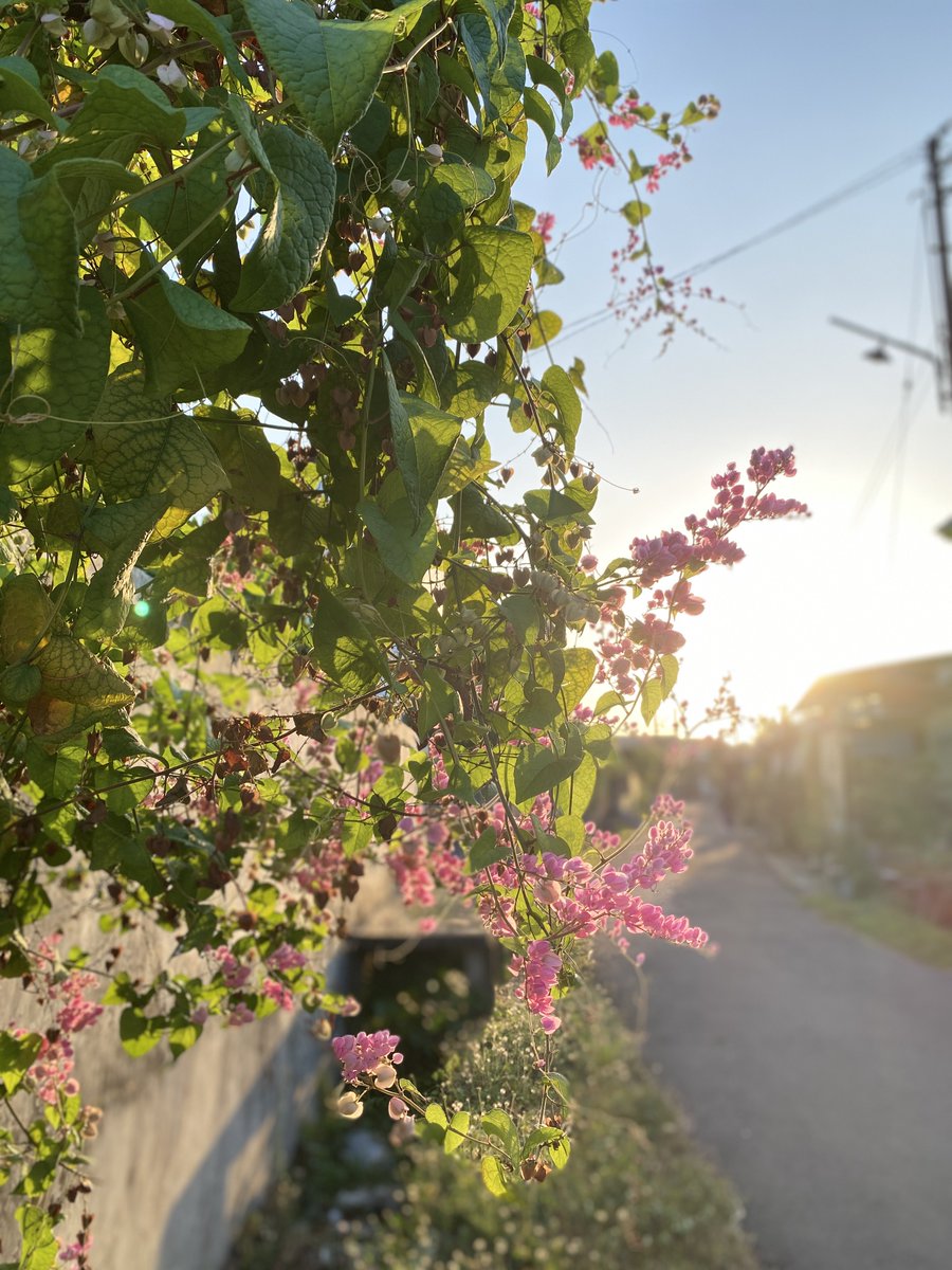 milhamss's tweet photo. tadi sore lagi muter muter kompleks perumahan terus ngga sengaja ngeliat ada yang cantik terus yauda itu deh hasil potretnya .

#flower #sunset #potret https://t.co/NCCLq1y3Uh