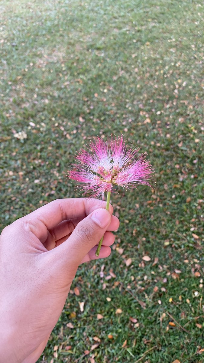 milhamss's tweet photo. tadi sore lagi muter muter kompleks perumahan terus ngga sengaja ngeliat ada yang cantik terus yauda itu deh hasil potretnya .

#flower #sunset #potret https://t.co/NCCLq1y3Uh