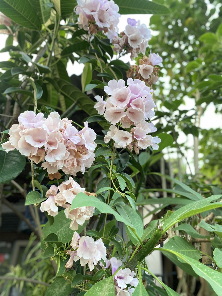 milhamss's tweet photo. tadi sore lagi muter muter kompleks perumahan terus ngga sengaja ngeliat ada yang cantik terus yauda itu deh hasil potretnya .

#flower #sunset #potret https://t.co/NCCLq1y3Uh
