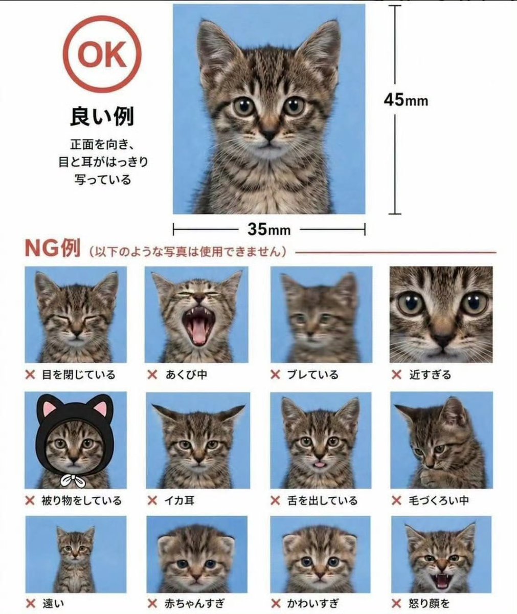 __kichan__'s tweet photo. 🐱 https://t.co/L0T8mLsDiy