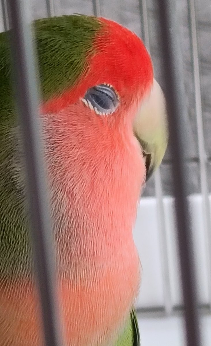 pe0519's tweet photo. 日光浴しながらのウトウト　

#コザクラインコ
#コザクラかわインコ協会 https://t.co/Rx3cUZVGSs