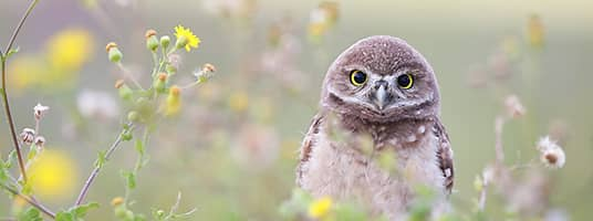 fcreed1's tweet photo. International Owl day and I don't give a hoot 🦉🦉🦉 https://t.co/l8YLDN1Yu2