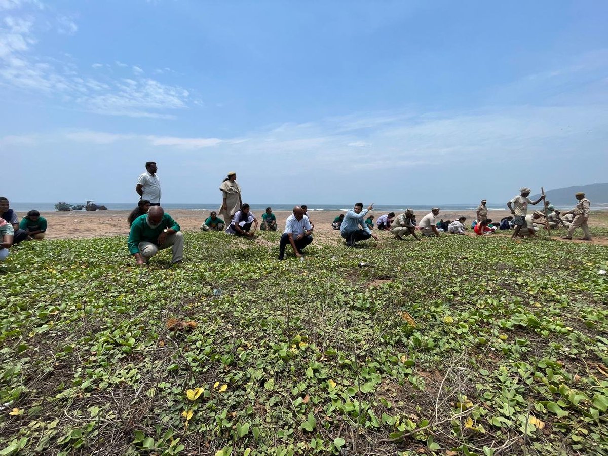 APFDOfficial's tweet photo. A Strong Step Towards a Greener Coastline !! 

Guided by the vision of Hon'ble Deputy Chief Minister & Minister for Forest, Environment, Science & Technology Shri @PawanKalyan Garu to build a climate-resilient and greener Andhra Pradesh through the Great Green Wall (GGW) Initiative, the Andhra Pradesh Forest Department today commenced large-scale Palmyrah seed dibbling at Sagar Nagar Beach, Visakhapatnam.

Today's drive witnessed enthusiastic participation from 20 students of Gayathri College, 25 volunteers from the Green Climate Team, along with members of Rotary Club and ActionAid. Through this collective effort, a total of 2,500 Palmyrah seeds were dibbled, marking a significant beginning to the district's large-scale coastal greening initiative under the Great Green Wall Project.

This marks the beginning of a sustained coastal greening drive, with similar programmes to continue across the district in the coming days. The Department has set a target of dibbling 1 lakh Palmyrah seeds in Visakhapatnam district, strengthening coastal ecosystems, enhancing biodiversity, and building natural resilience against climate change through people's participation.

Together, we are transforming the vision of the Great Green Wall of Andhra Pradesh into a people's movement for a greener, healthier and more sustainable future.

@APDeputyCMO @PIB_India 
@pibvijayawada

#APForestDepartment #GreatGreenWall #GGW #PawanKalyan #Palmyrah #Visakhapatnam #CoastalConservation