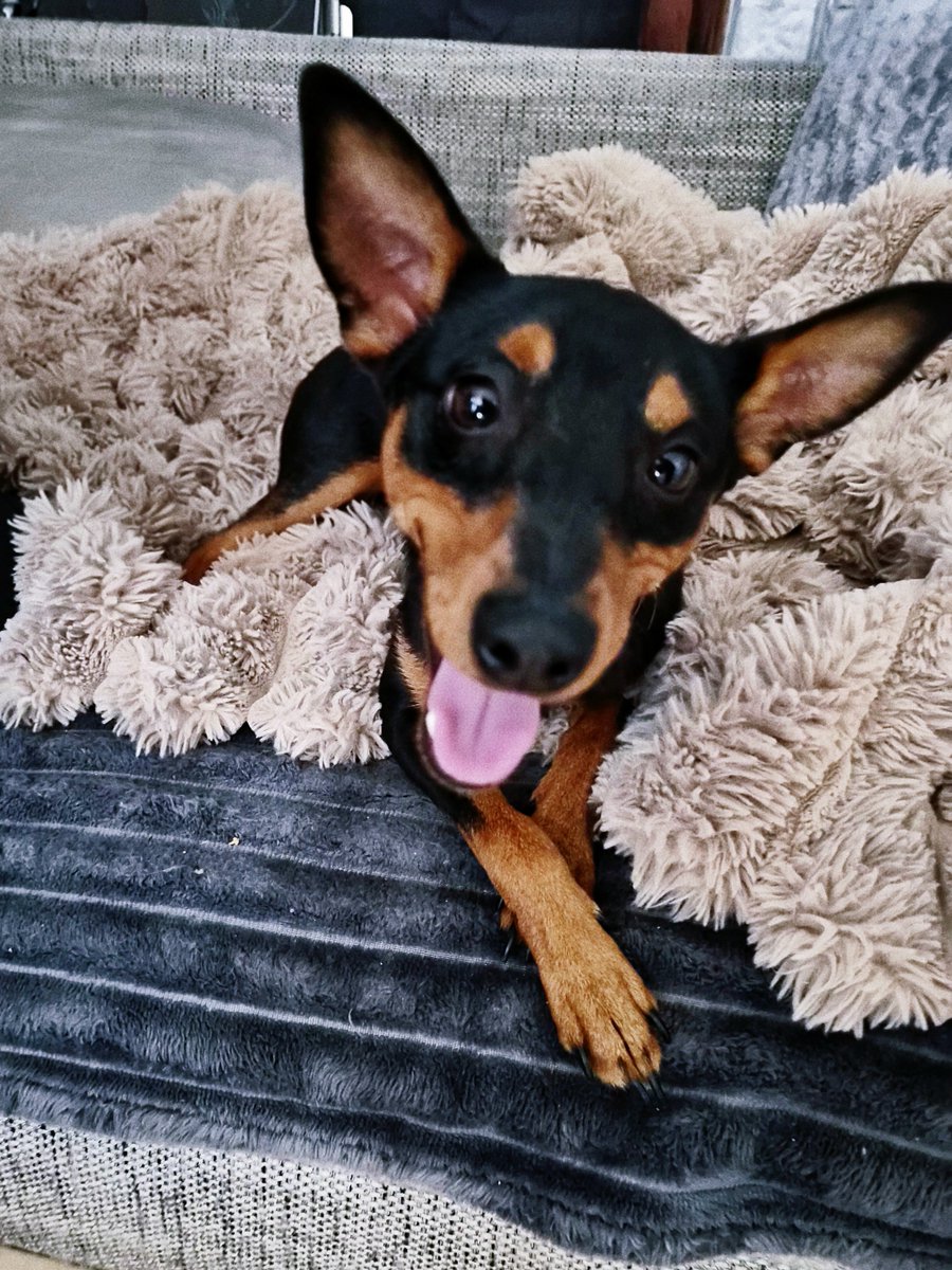 Leni404's tweet photo. SAY HI TO MY NEW DOGGO ARIS AAAHH HE'S PERFECT https://t.co/HUN4bHl4Ge