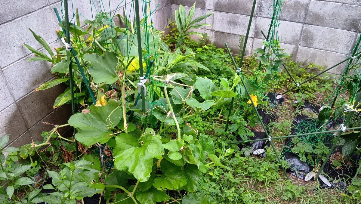 SW27038693's tweet photo. うどん粉病にやられてたのに
よう復活したね、バターナッツ🙄

ただ復活してから
咲くのは雄花はがり…😅

1つだけ着果は
できたんですけどねー💦

#家庭菜園
#バターナッツ
#かぼちゃ https://t.co/LhZeIxTCyS