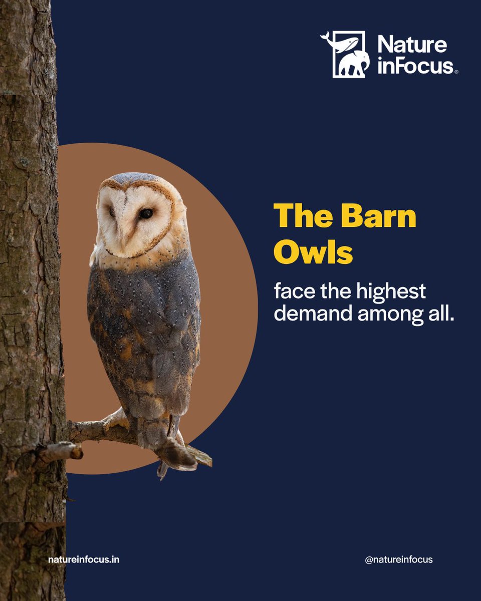 NatureIn_Focus's tweet photo. Barn Owls face the highest demand, but groups like WCCB &amp; RAWW are actively rescuing them. 

True healing comes from protecting these vital ecosystem keepers. let's stand up for them. 🌍

#StopWildlifeTrade #WildlifeRescue https://t.co/a916xjMwlI