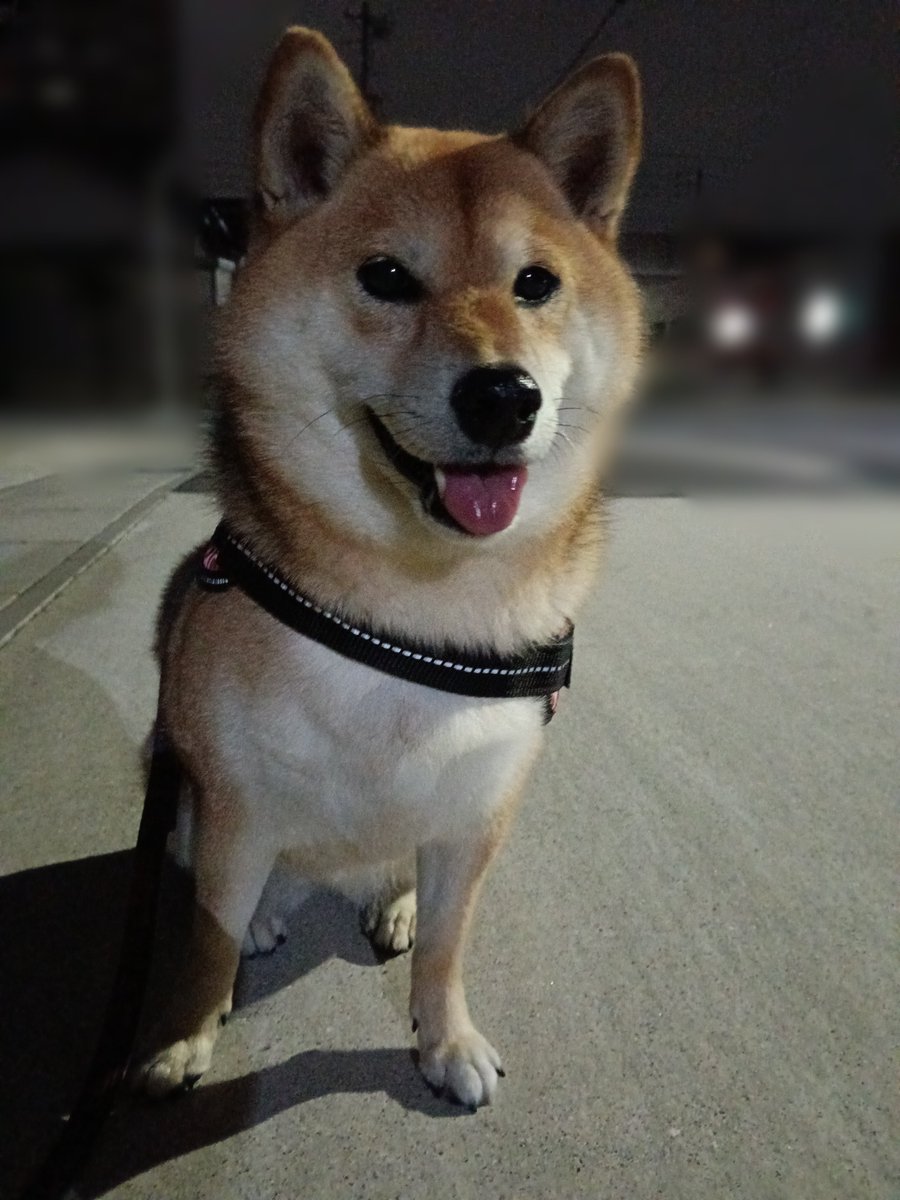 rideon1973's tweet photo. 夜の散歩も暑いね🥵
#柴犬 https://t.co/TOoeVhQmgf