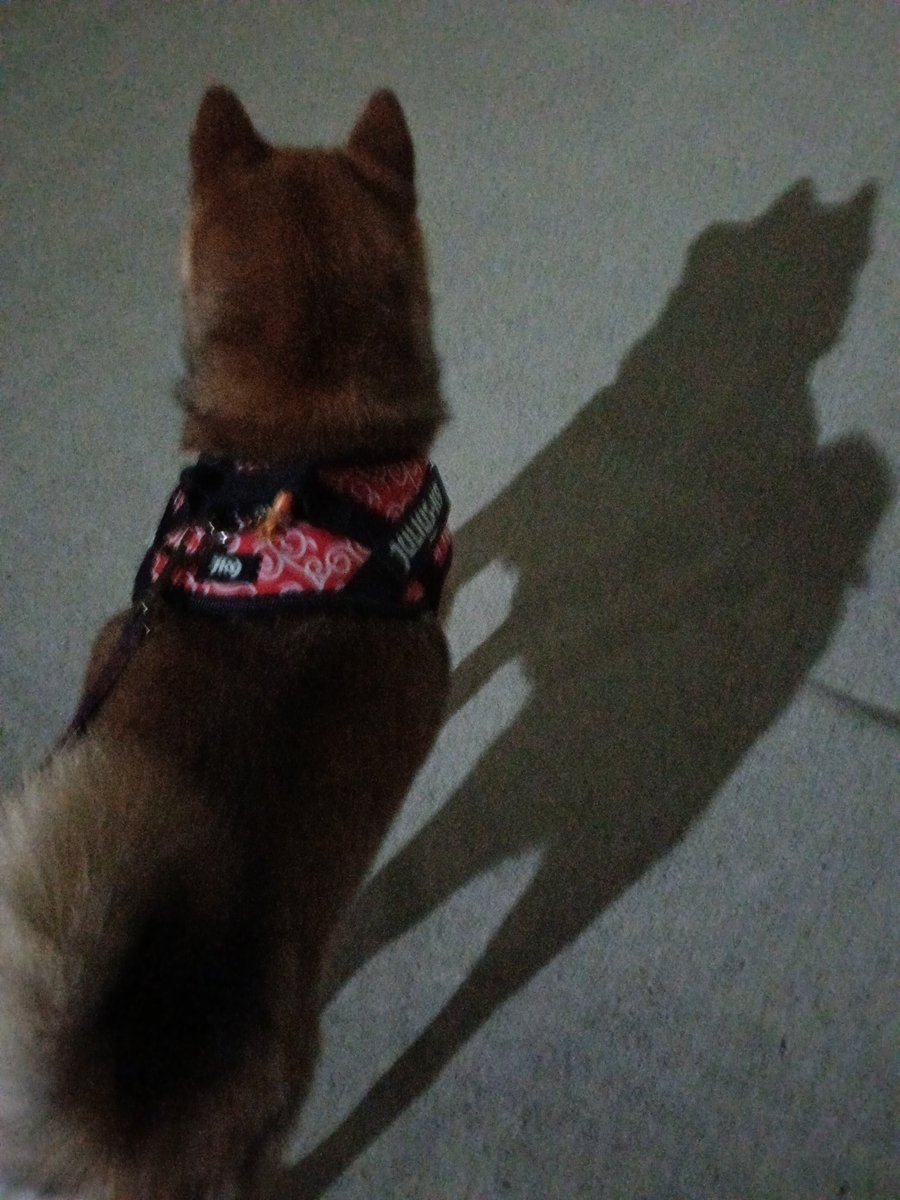 rideon1973's tweet photo. 夜の散歩も暑いね🥵
#柴犬 https://t.co/TOoeVhQmgf