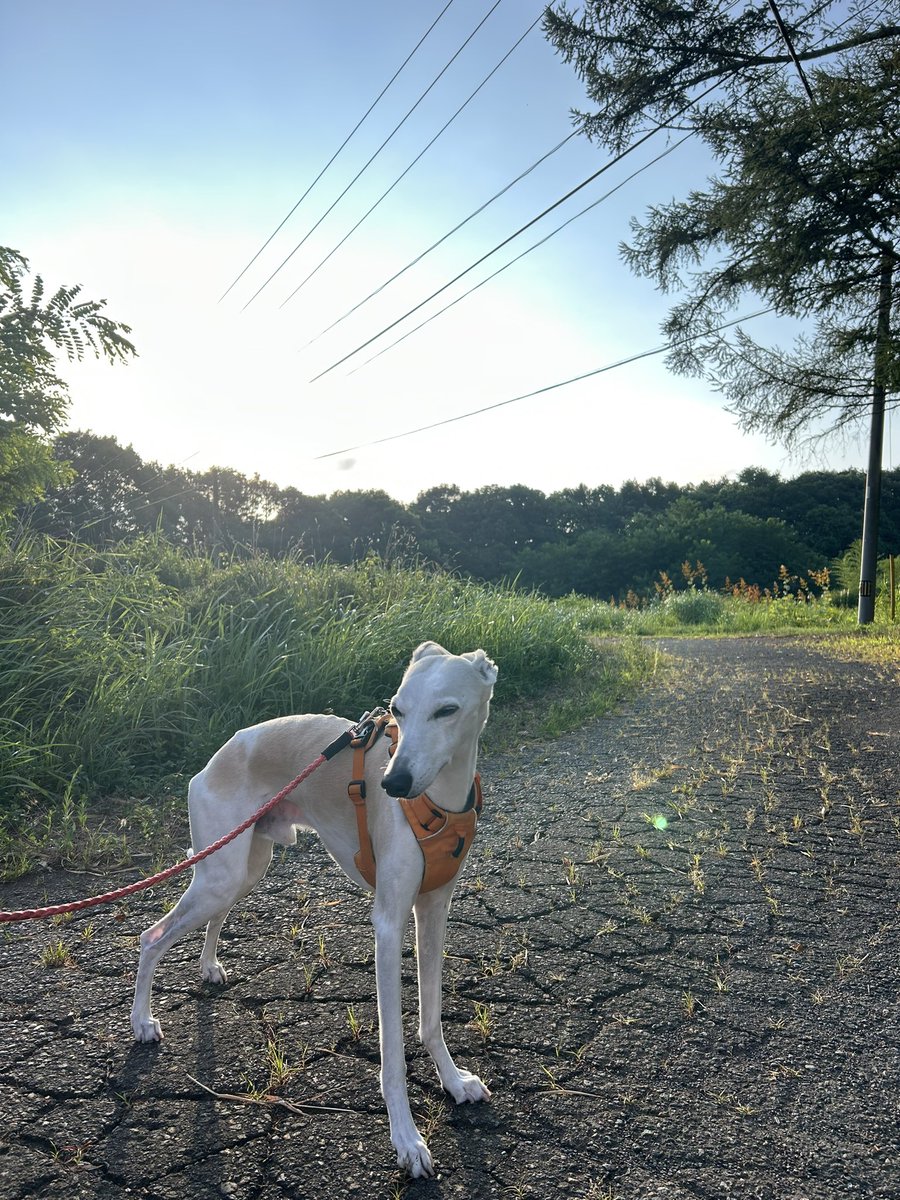 anrin_man's tweet photo. ちょっとすずしいね(=ω=) https://t.co/dR495sCcT1