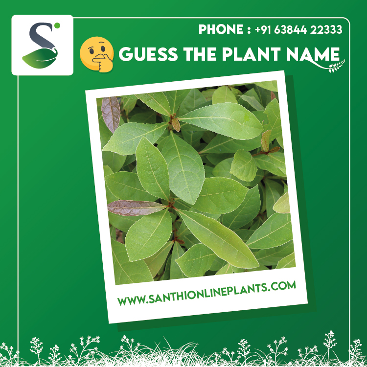 santhiplants's tweet photo. Guess the plant name🤔
https://t.co/RvEEotaVB4
#DidYouKnowThis #gardening #garden #flowers #plants #nature #gardenlife #gardendesign #flower #growyourown #gardeninspiration #gardener #plantsofinstagram #growyourownfood #gardens #naturephotography #organic #plant #landscaping https://t.co/iSRqdzGrPO