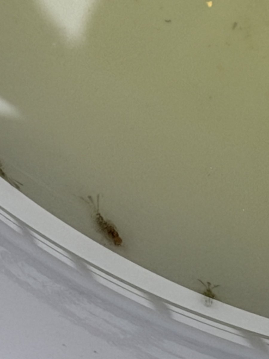 PAL_biotope's tweet photo. 最近、スズメバチ柄の脚長いハチさんと赤いトンボが来るようになった我が家( ^ω^ )
無事ヤゴがいっぱいいた( ^ω^ )
我が家ビオで頑張って元気に生き抜いてくれ＼( 'ω')／ https://t.co/dvCDl9OvYz