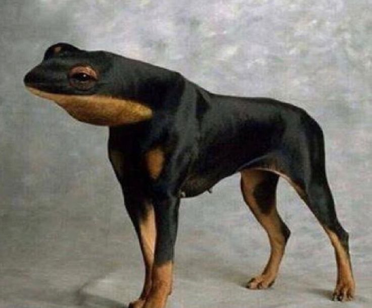 Violentblue5's tweet photo. @agustdpro Si es el mismísimo perro sapo https://t.co/1DDHAYJMan