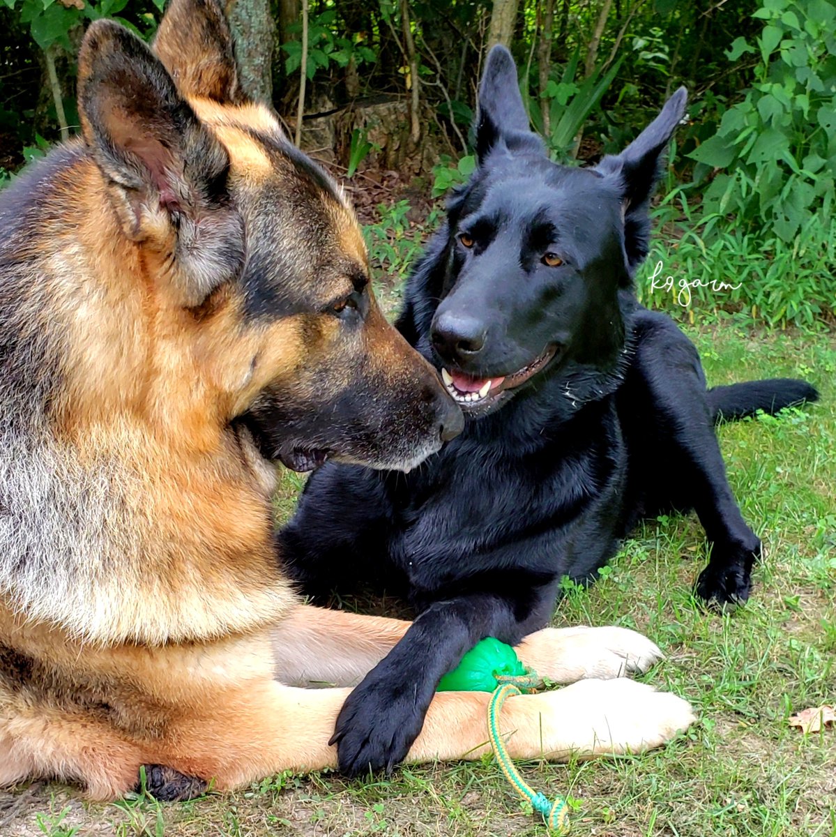 K9Garm's tweet photo. GM.

On this day last year. I wonder what she was telling him... https://t.co/1x8oIPwsmH