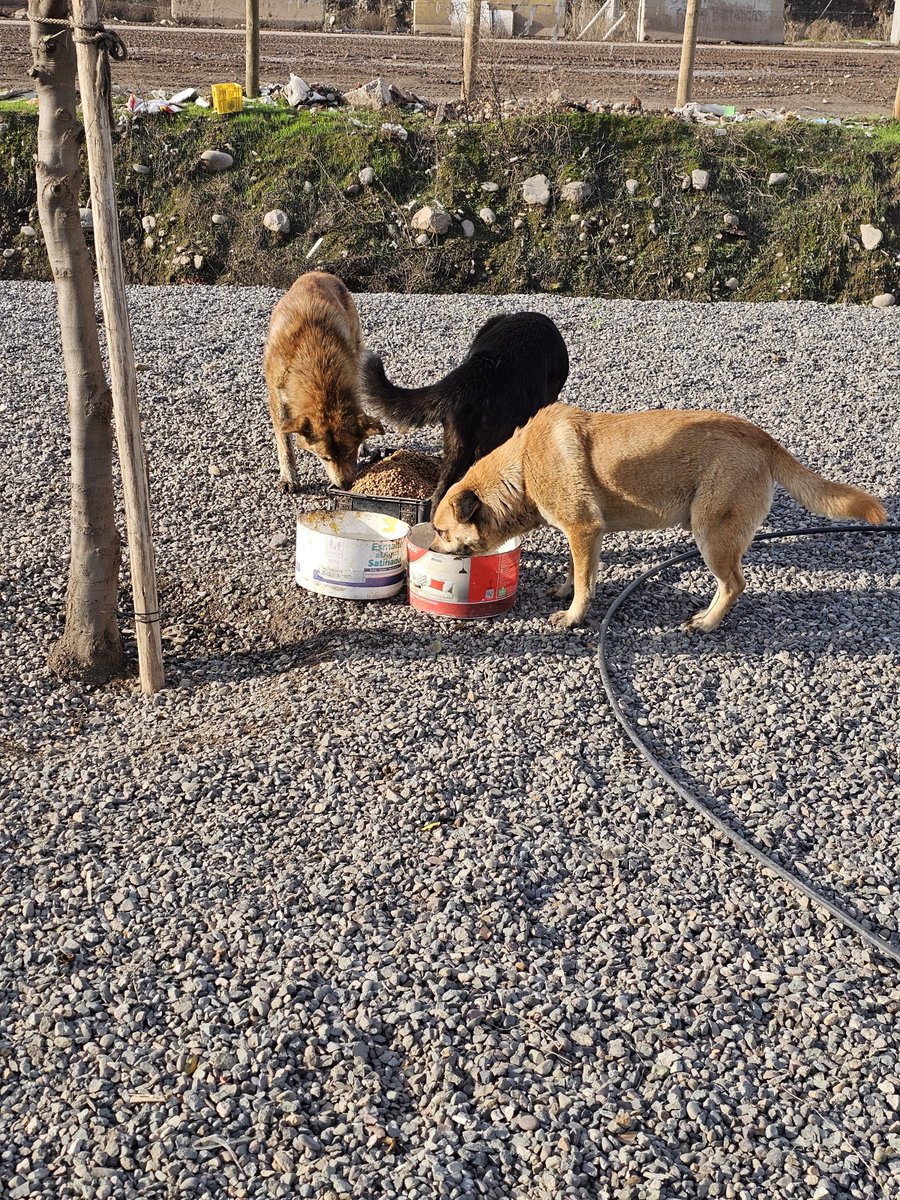sol_palacios_m's tweet photo. No tenemos más comida, ayer no pudimos hacer ruta y muchos perritos quedarán sin la ruta hasta que podamos comprar sacos, lamentablemente no sale comida y no tenemos que darle😢💔 nos ayudan para reunir y comprarles porfa🙏😭
Solange Palacios
Banco estado
Cuenta rut
17376209-7 https://t.co/yi50JZua51