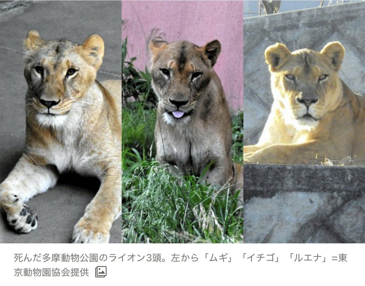neconecomirin's tweet photo. 腹立つ。

なんで具合悪いのか気づかなかった？
なんで脱水なってるの気づかなかった？
食欲ないの気づかなかった？？

動物園なんてやめてしまえ

愛がないならやめてしまえ｡ﾟ(ﾟ´ω`ﾟ)ﾟ｡

悲しい｡ﾟ(ﾟ´ω`ﾟ)ﾟ｡

ムギ3歳（2026年7月28日死亡）
イチゴ11歳（2026年7月31日死亡）
ルエナ15歳（2026年8月2日死亡）