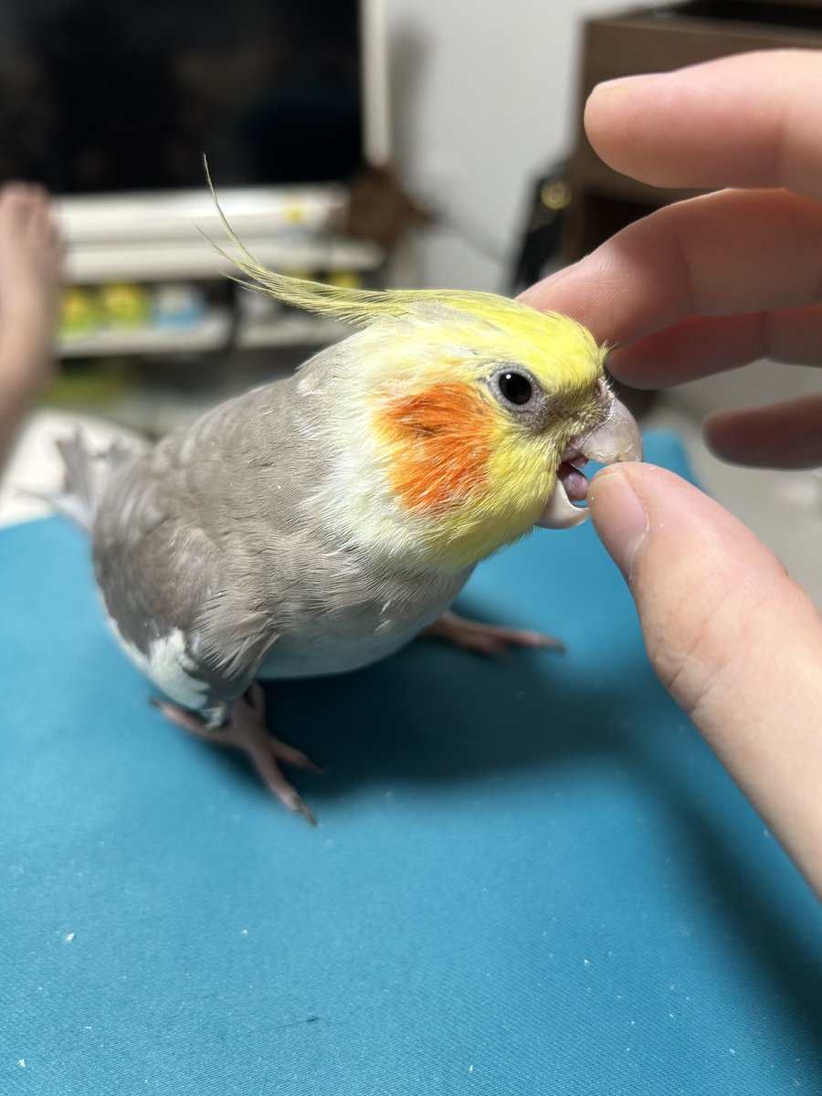 patoko6969's tweet photo. 爪を切られた事による抵抗と、カキカキして欲しい気持ちとのせめぎ合い。
人間の指を咬みながらカキカキされることにしたらしい。 https://t.co/E9oJ6N68pp