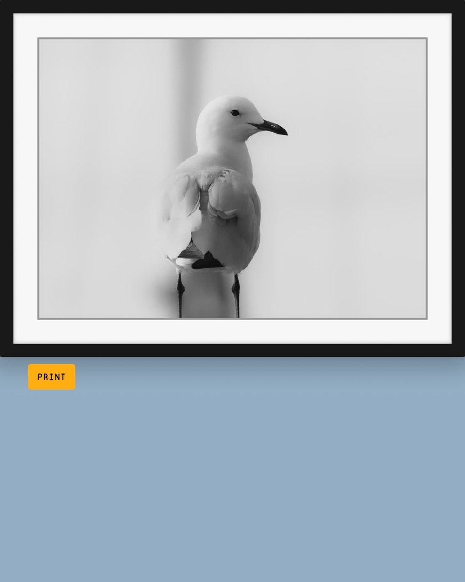 Picfair tweet picture