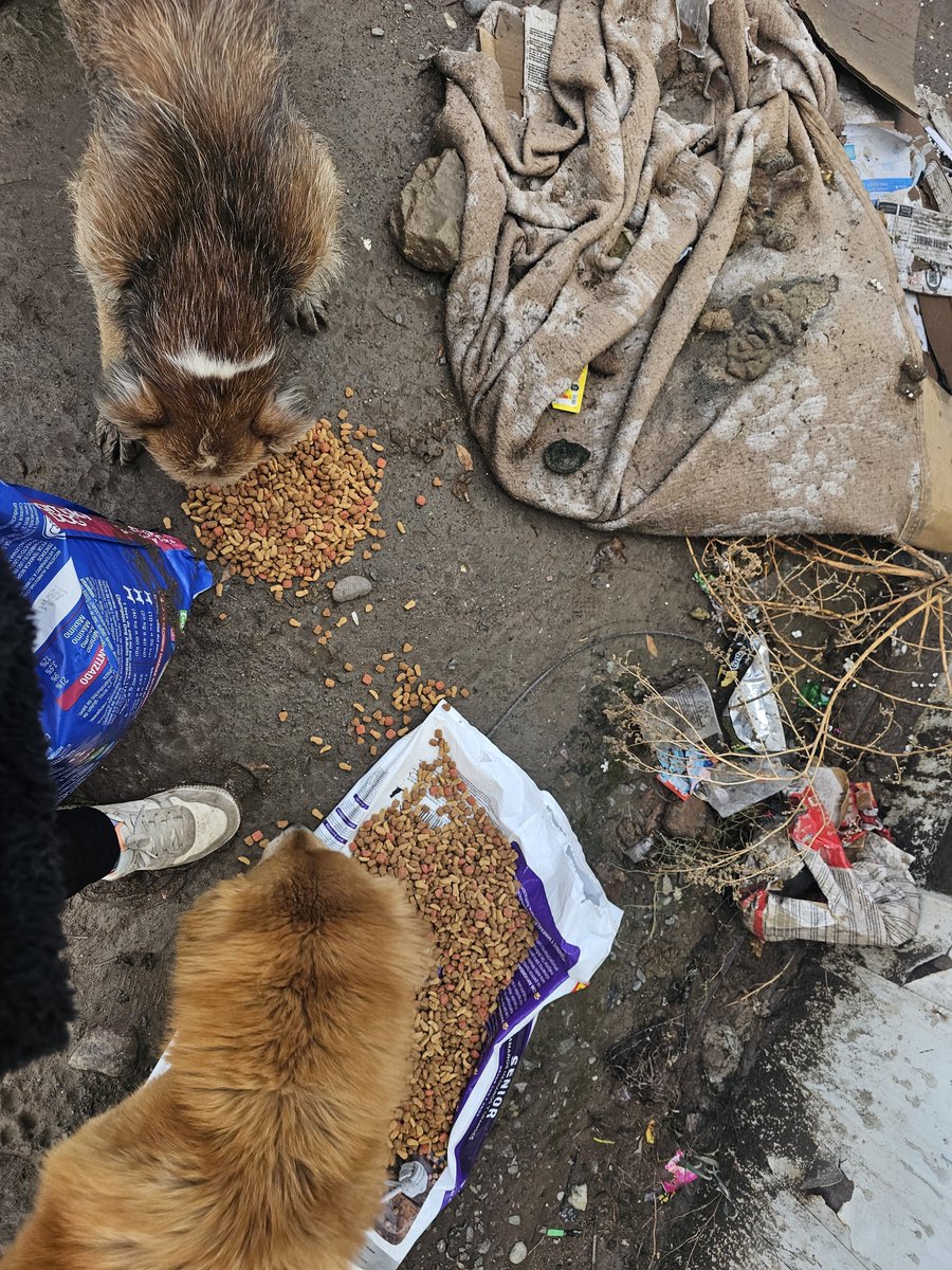 sol_palacios_m's tweet photo. No tenemos más comida, ayer no pudimos hacer ruta y muchos perritos quedarán sin la ruta hasta que podamos comprar sacos, lamentablemente no sale comida y no tenemos que darle😢💔 nos ayudan para reunir y comprarles porfa🙏😭
Solange Palacios
Banco estado
Cuenta rut
17376209-7 https://t.co/yi50JZua51