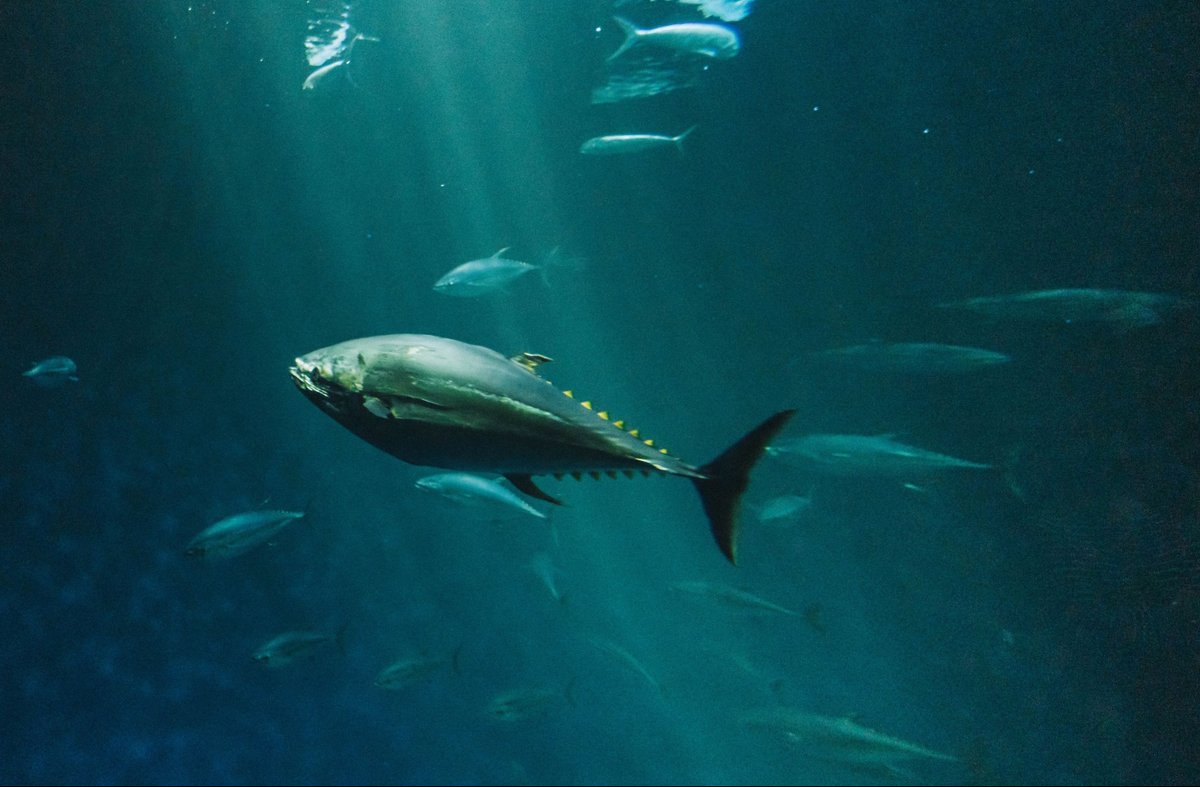 CFOTOCEAN's tweet photo. Atlantic bluefin tuna are a remarkable recovery story! After vanishing from UK waters in the 1960s, many feared they’d never return 🐟

Today, sightings are rising thanks to tighter international management and changing marine conditions – proof science-led conservation works 🔬 https://t.co/zvsuFLoD3x