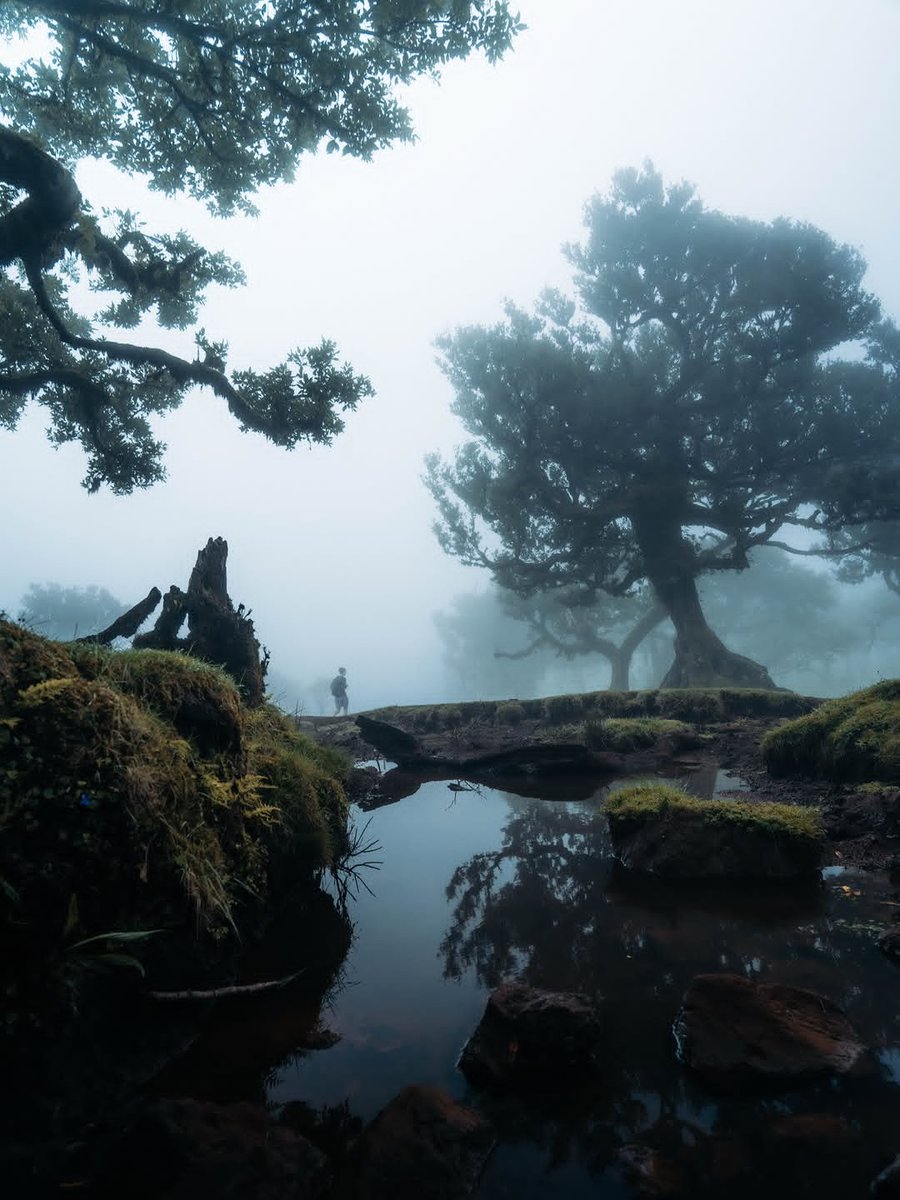 worldclick56's tweet photo. Madeira, Portugal 🍃✨ https://t.co/YOaxEh9VVK