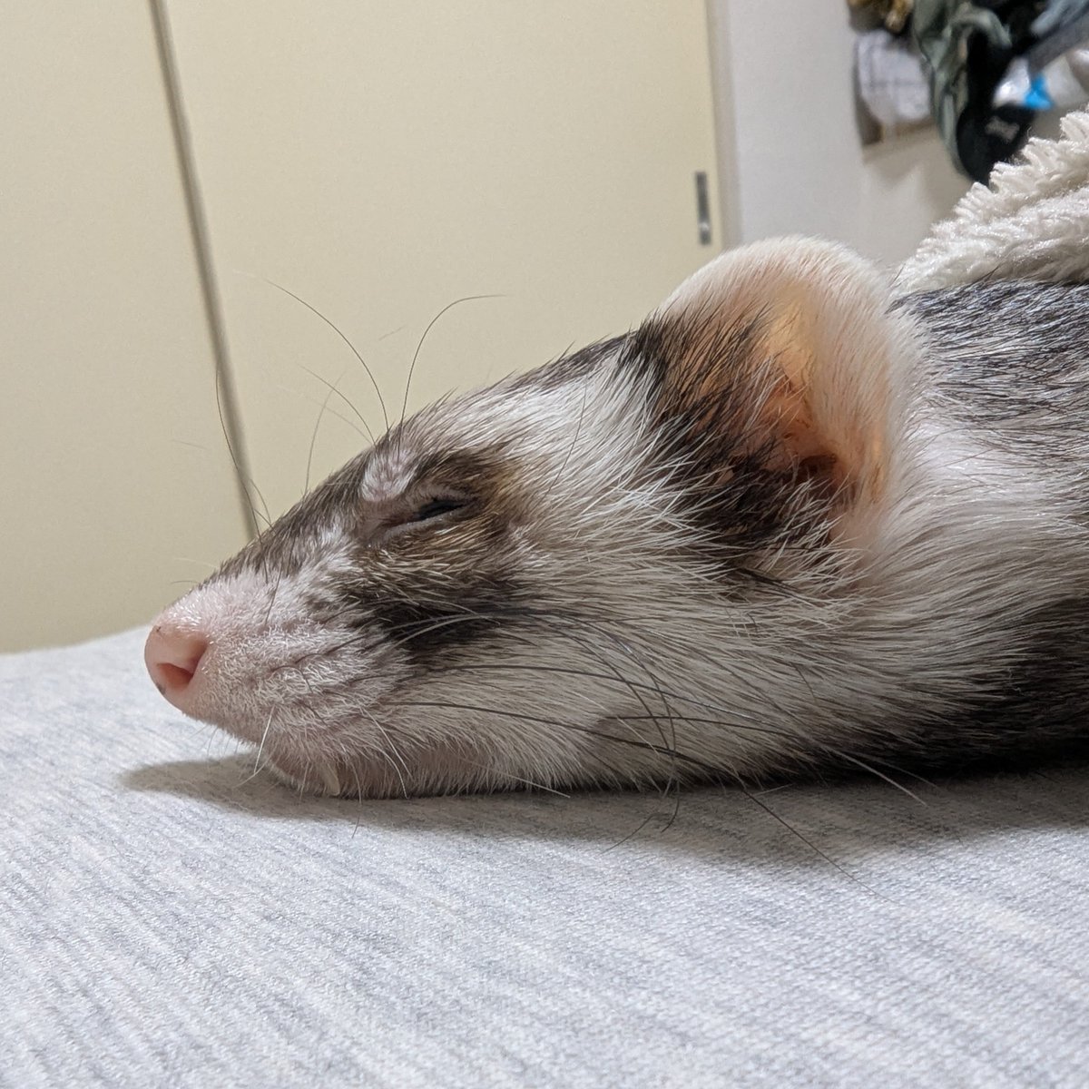 shirasu's tweet photo. 脾臓が腫れてしまって、摘出手術をする事になってしまったフクちゃん https://t.co/UjGSj0slvR