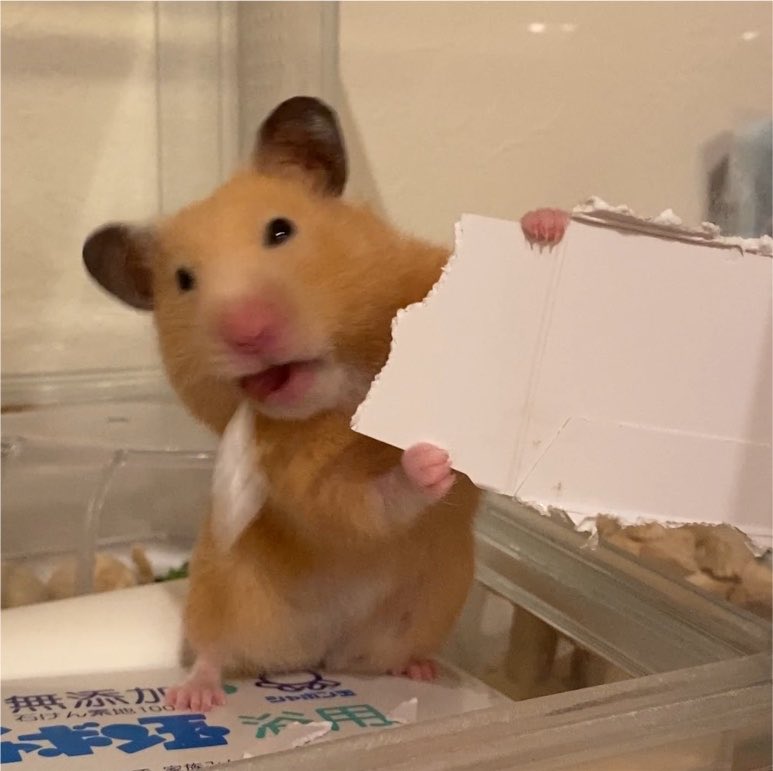 yappyyyer's tweet photo. ﾑｷﾞ🐹
「ルンルン♫　ペッ(๑ `д´)･∵.」 https://t.co/8YimAiG3Rx