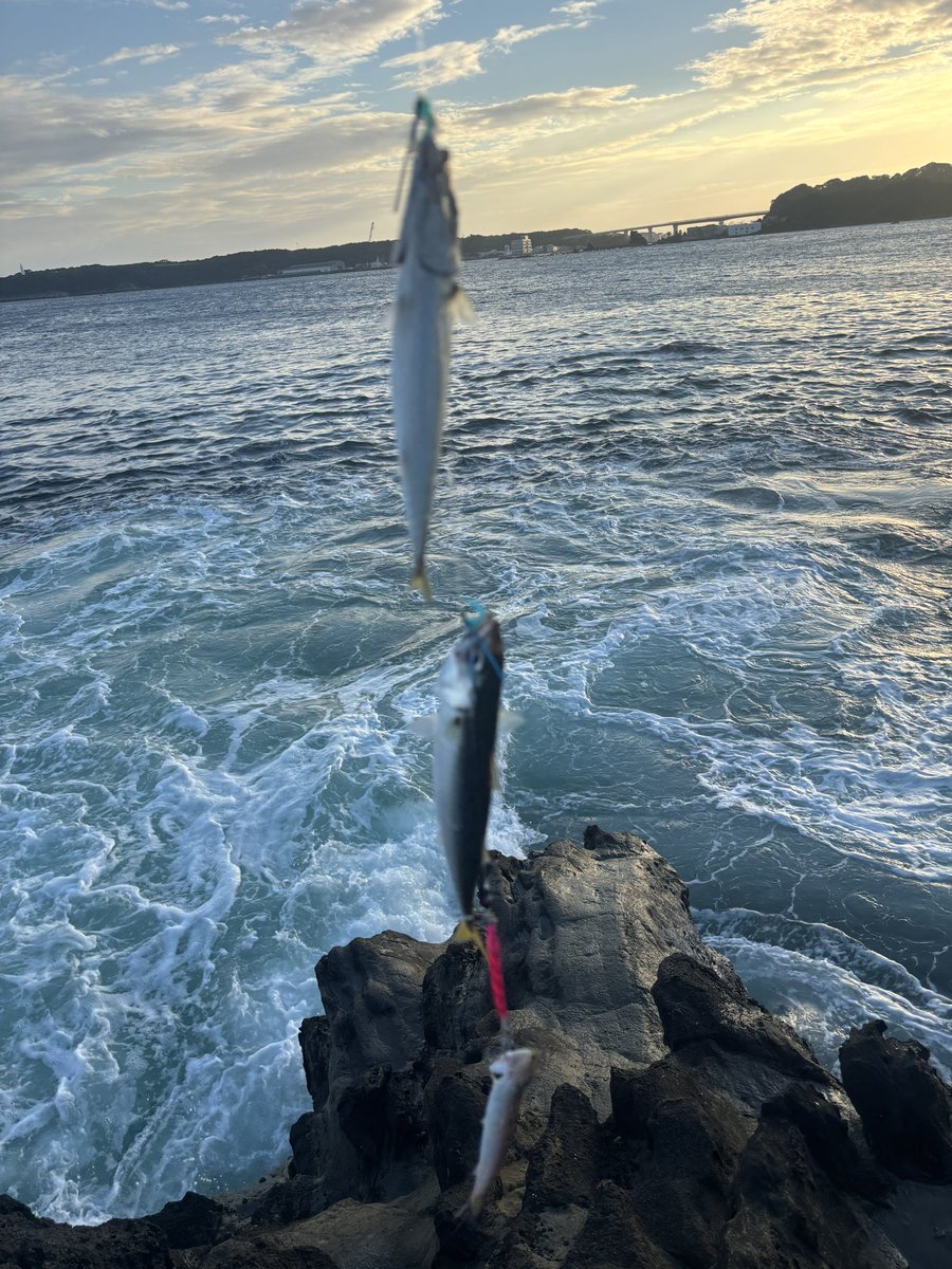 haruthony's tweet photo. その後青物は出なくていつも通りのカマス&amp;サバラッシュ、まぁまぁのサイズで楽しかった🎣
あと久しぶりにアナハゼくん釣れて可愛かった
40センチくらいって適当に言ったらぴったりだった https://t.co/Mh2r6Drnx2