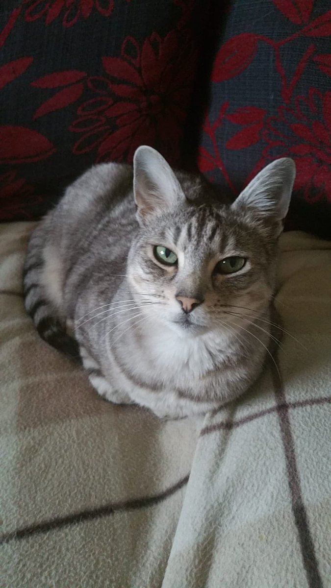 GavinWragg's tweet photo. I wanted to thank everyone for the amazing show of love and support and genuine kindness. This means the world to us all. I wanted to show a few more pictures out of so many we’ve taken. We’re tender today still. But he was more than a cat to us. He was my little boy, family x https://t.co/oFcgbUpIIA
