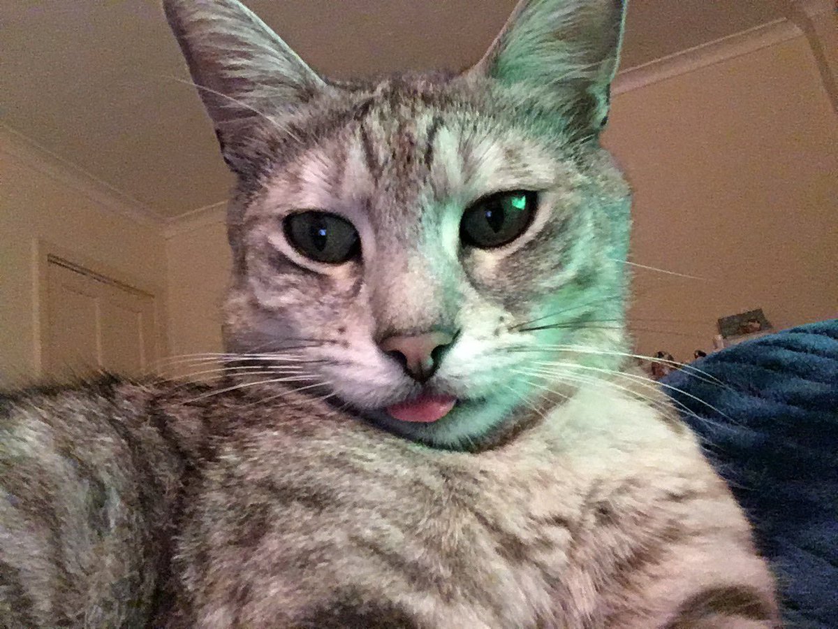 GavinWragg's tweet photo. I wanted to thank everyone for the amazing show of love and support and genuine kindness. This means the world to us all. I wanted to show a few more pictures out of so many we’ve taken. We’re tender today still. But he was more than a cat to us. He was my little boy, family x https://t.co/oFcgbUpIIA