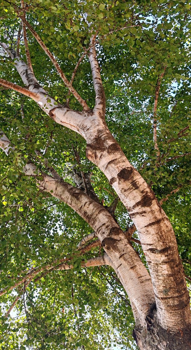 Kastanienzweig's tweet photo. When looking up ... 🌿🌳
#trees #TreeWonders #treepeople #oldtree https://t.co/DjadQO0qpX