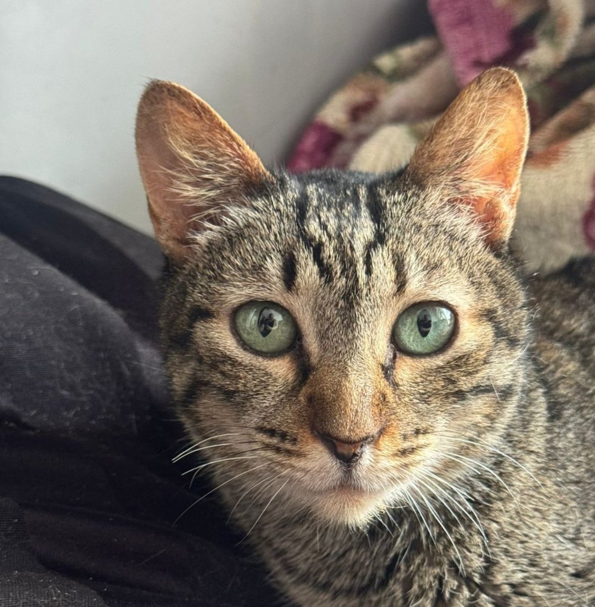 catlandrescue's tweet photo. Elanor foi abandonada em um condomínio, mas nada foi capaz de mudar a sua personalidade amorosa e carinhosa... Os olhinhos dela não nos deixam mentir: doce e afetuosa, ela só quer um lar onde nunca mais seja deixada para trás! ❤️

adote@catland.org.br https://t.co/L4o2ZUuYql