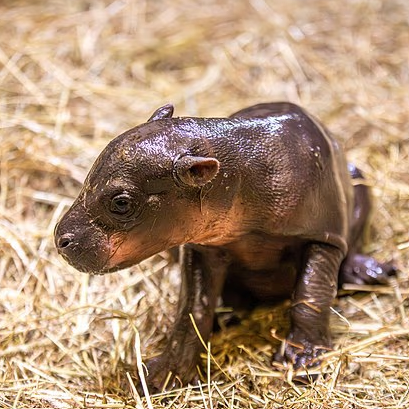 DailyMail's tweet photo. McMoo Deng? Scottish zoo welcomes pygmy hippo calf https://t.co/JaBPSBKaDF