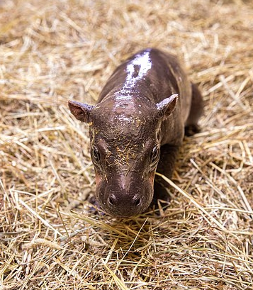 DailyMail's tweet photo. McMoo Deng? Scottish zoo welcomes pygmy hippo calf https://t.co/JaBPSBKaDF