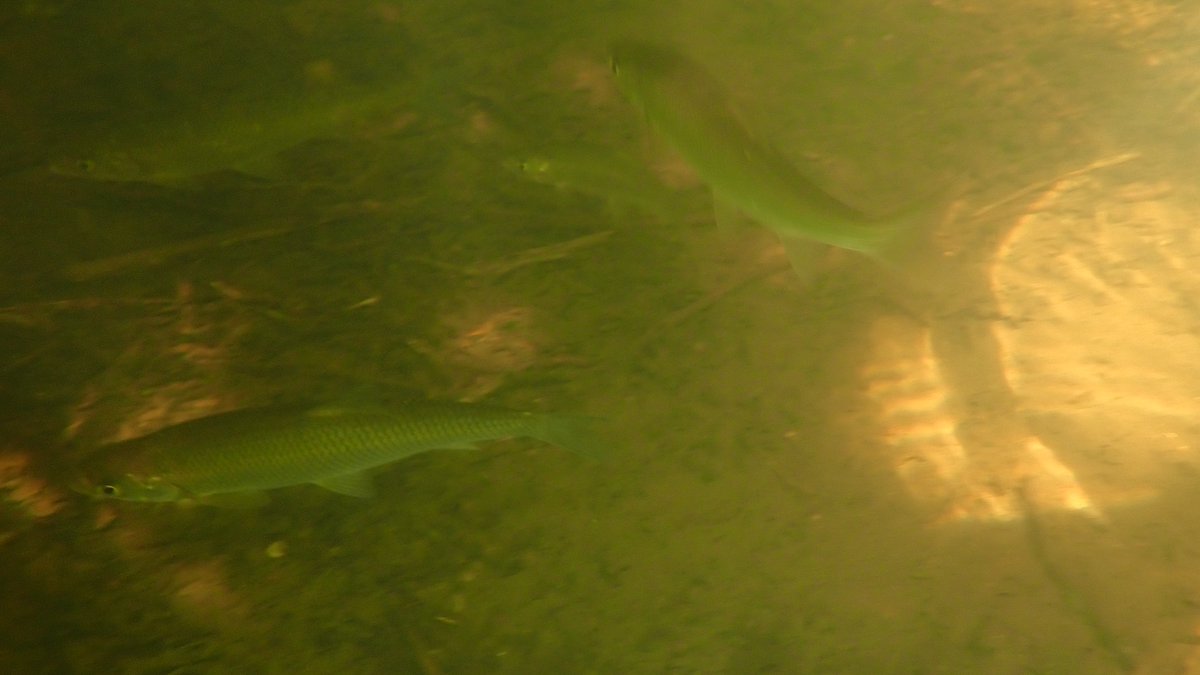 numenini's tweet photo. I best love Common Dace, that most archetypally generic of silvery river fish, when they are the stars of young #chalkstreams, commandeering the infrequent, clear, sunlit pools, tranquilly to mill about in, showing entitled curiosity towards any large intruder. #teamfish 2/19 https://t.co/63I8vqTLS4