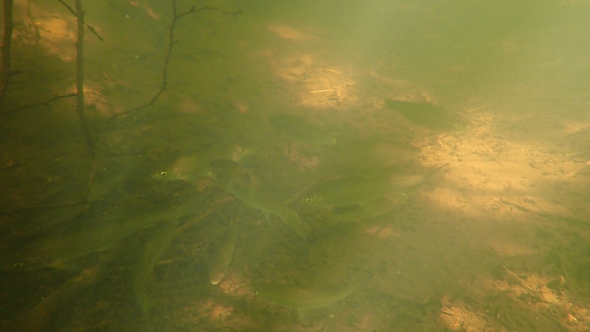 numenini's tweet photo. I best love Common Dace, that most archetypally generic of silvery river fish, when they are the stars of young #chalkstreams, commandeering the infrequent, clear, sunlit pools, tranquilly to mill about in, showing entitled curiosity towards any large intruder. #teamfish 2/19 https://t.co/63I8vqTLS4
