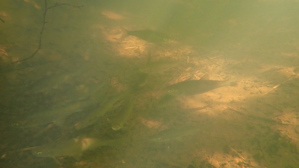 numenini's tweet photo. I best love Common Dace, that most archetypally generic of silvery river fish, when they are the stars of young #chalkstreams, commandeering the infrequent, clear, sunlit pools, tranquilly to mill about in, showing entitled curiosity towards any large intruder. #teamfish 2/19 https://t.co/63I8vqTLS4