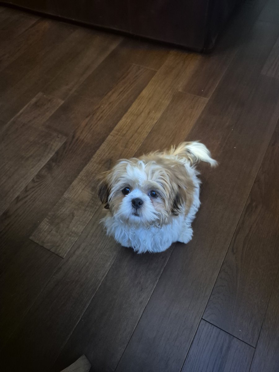 nhorseloverAC's tweet photo. I know this tag is mostly for cats but me no got one so get a puppy.
#Meowzader https://t.co/vvuhonIk2x