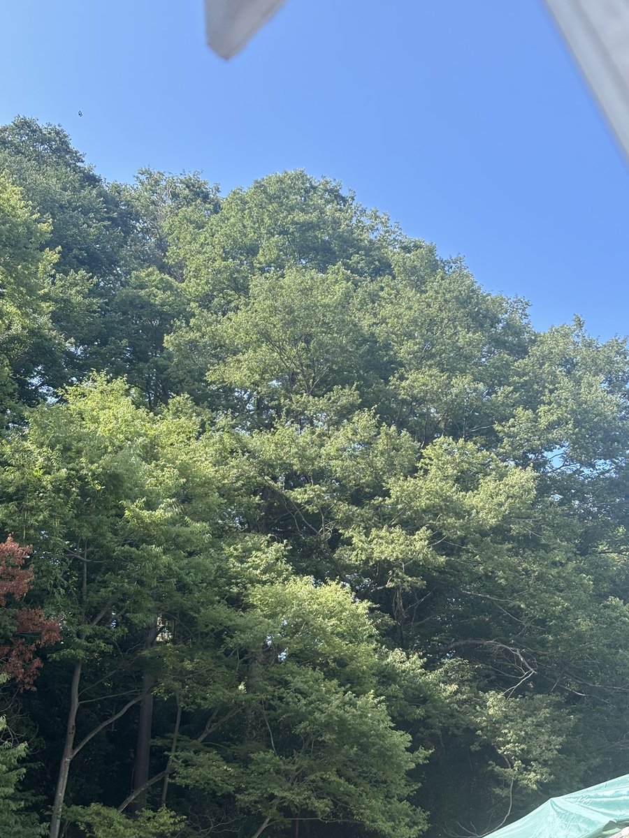 himawaricci's tweet photo. お誘いがあって平日の昼間からBBQ🔥
自然の中で焼いて〜食べて〜飲んできた🍺
夏☀️だなぁ… https://t.co/ribSfUPW6R