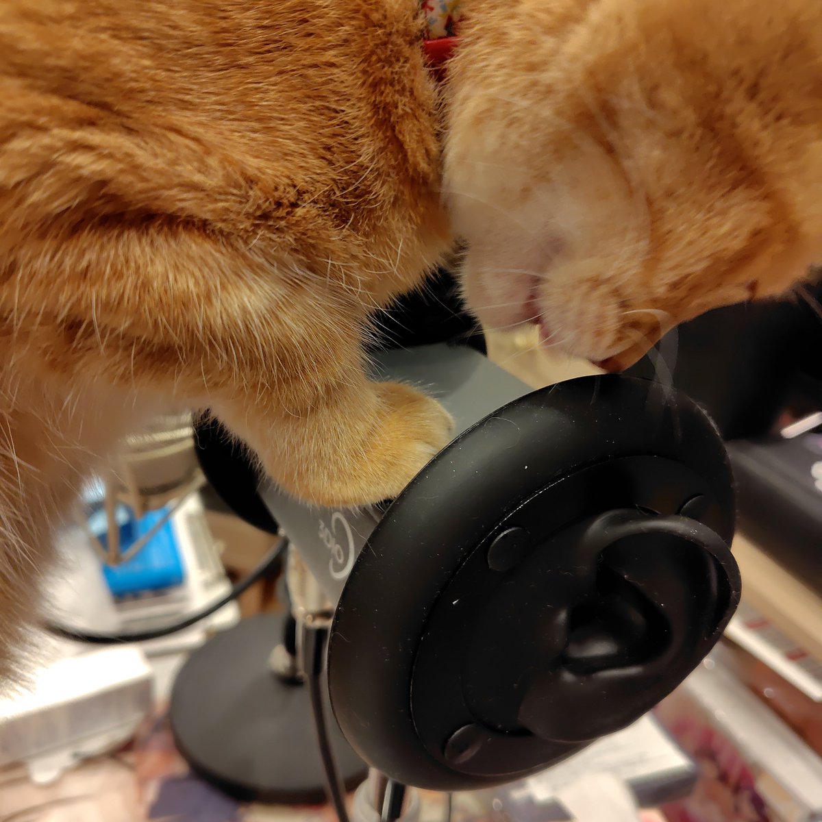 mzn773's tweet photo. ﾈｺﾁｬﾝ甘噛みASMR（何故かずっと噛んでる…… https://t.co/Y3kiZH8T9R