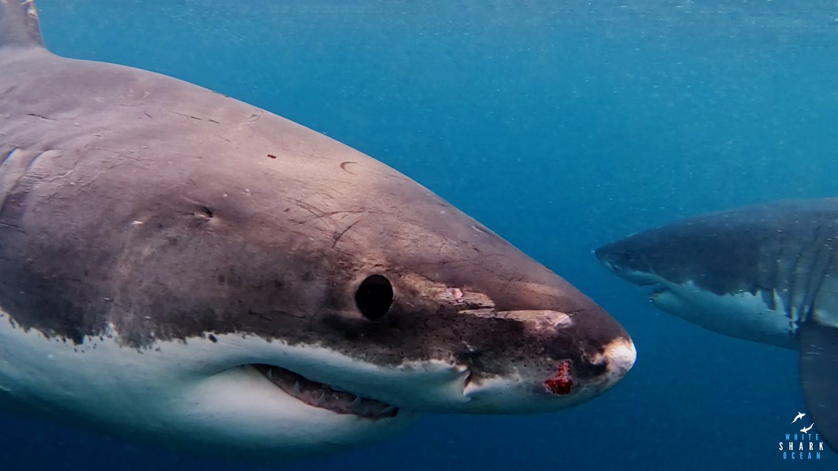 whitesharkocean's tweet photo. Deep blue sea https://t.co/zv3AX2svor