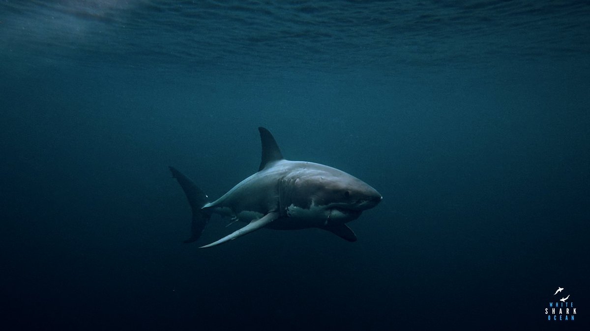 whitesharkocean's tweet photo. Deep blue sea https://t.co/zv3AX2svor