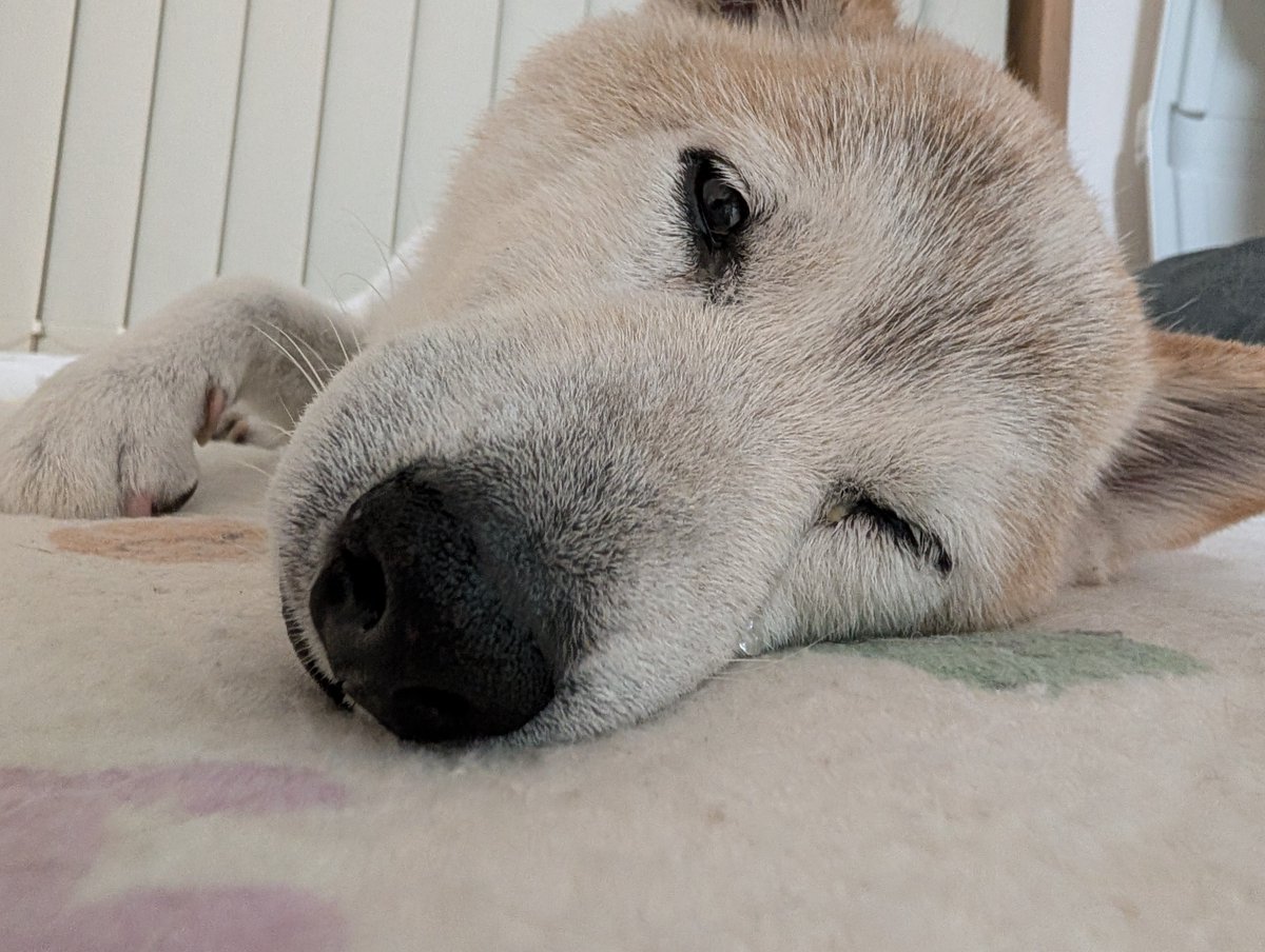 UfedMLxsFWF92uf's tweet photo. 老犬あるあるなのかもしれない。静かに寝ているのは良いことなのだが静かすぎると不安がよぎる。お腹あたりを見て息をしていることを確認する。まだまだ元気だが、もしかしたらを考えてしまう。ふと、おじぇいを見ると左目から涙を流していた。悲しい夢を見てるのかな。起きたら涙を拭いてあげよう。 https://t.co/LFoJtJlr2Y