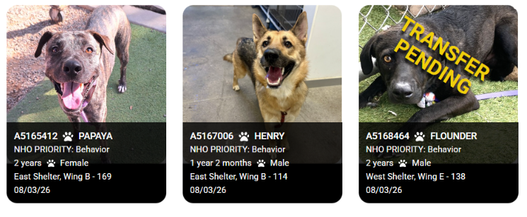 itsadogslifersq's tweet photo. Scared Flounder safe with a rescue tag and "pending transfer" from #MCACC

Now it's their turn:
2yo. PAPAYA #A5165412 listed as #dutchshepherd
https://t.co/SuEtDuY8l4

1yo. HENRY #A5167006 #germanshepherd
https://t.co/JVgEPeSSRh

#Foster anywhere in #AZ:
https://t.co/yrP94BIQXD https://t.co/IO1A6m5Md0