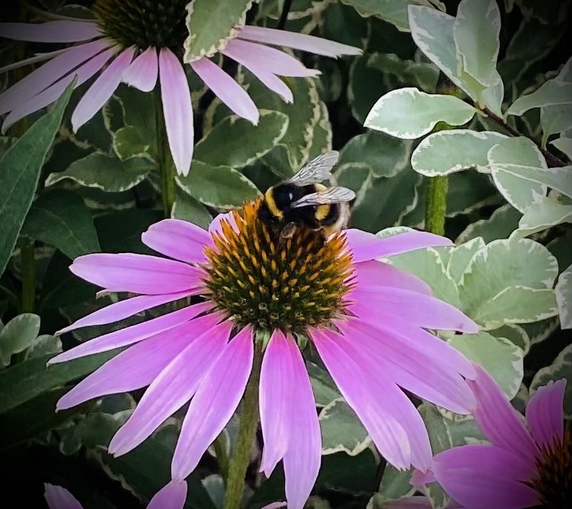 Juggling_Words's tweet photo. A moment of zen meandering along the shore & beachside flowers.
Sunshine, ocean, butterflies and bees.
Life can be wonderful. 🌞 🌊 🦋 🐝
‘One touch of nature makes the whole world kin.’ (Troilus and Cressida) 🎭
#Shakespeare #Poetry 🪶
#CardiffCoastline #ADayInTheLife 🚶 https://t.co/IFoWuAvYBD